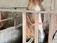 ፈረስ, Horses — ፎቶ 3