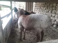 Domba jantan, Sheep — foto 4