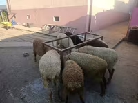 Oveja, Ovejas — foto 2