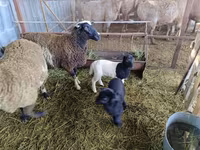 भेड़, Dorper sheep — फ़ोटो 4