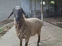 قوچ, Blackheaded Persian sheep — عکس 5