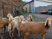 Får, Arashan sheep — foto 3