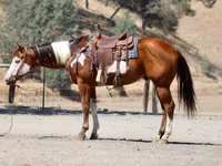ცხენი, American paint horse — ფოტო 7