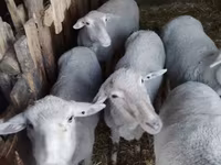 Beran, Merino sheep — foto 2
