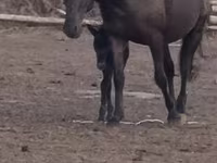 مادیان, Kazakh horse — عکس 1