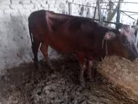 Vacă, Bovine — foto 3