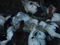 Ducks — foto 3