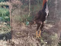 Chickens — photo 1