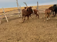 ม้าตัวเมีย, Horse breed — รูปภาพ 3