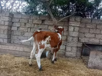 Krava, Simmental cattle — fotografija 4