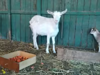 بز ماده, Saanen goat — عکس 6