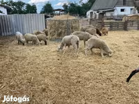 แกะตัวเมีย, White Suffolk sheep — รูปภาพ 2