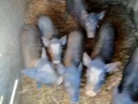 หมูป่าตัวผู้, หมู — รูปภาพ 6