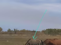 Klisna, Priob horse — foto 1