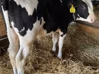 Bull, Holstein breed — photo 2