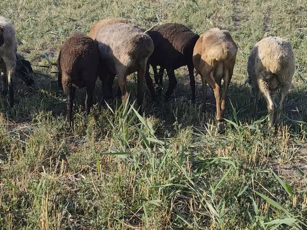 Sheep, Sheep — Kyrgyzstan