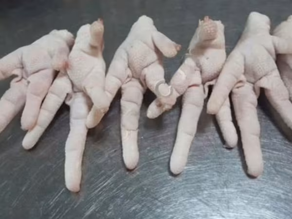 Chickens