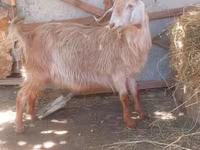 Oğlak, Keçiler — foto 3