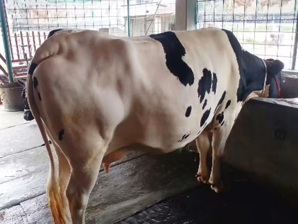 Cow, Holstein breed — Bangladesh