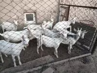 بز (گروه، جنسیت مشخص نشده), Saanen goat — عکس 2