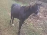 Kuda jantan, Horses — foto 2