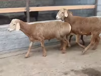 मेढ़ा, Edilbay sheep — फ़ोटो 3