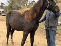 Cavallo, Black Sea breed — foto 3