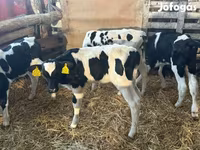 Lembu jantan, Russian Black pied cattle — foto 3