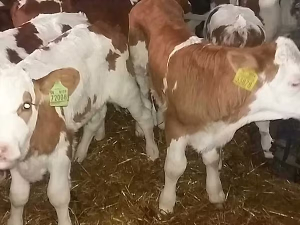 گاو نر, Simmental cattle