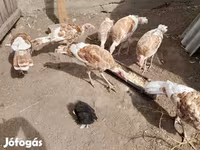 Turkeys — foto 2