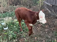 İnek, Latvian Blue cattle — foto 2