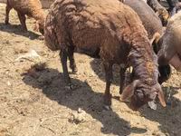 Biri-biri betina, Karakul sheep — foto 1