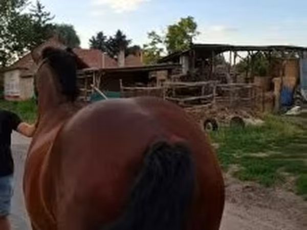 Toychoq, Otlar