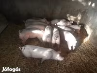Säue, Schweine — Foto 1