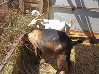 Kambing betina, Nubian Goat — foto 6
