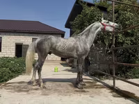 Aygır, Orlov Trotter — foto 3