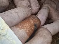 خوک ماده, خوک — عکس 5