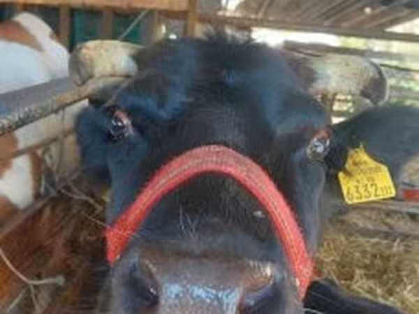 Lembu betina, Cattle