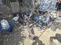 Chickens — 照片 3