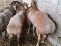 แกะตัวผู้, Arashan sheep — รูปภาพ 1
