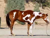 ცხენი, American paint horse — ფოტო 1