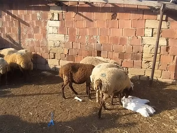 Carnero, Ovejas