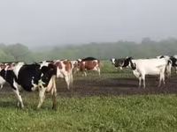 گاو ماده, Swiss cattle — عکس 2