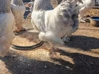 Brahma — Foto 1