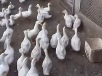 Ducks — عکس 1