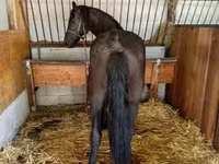Klisna, Friesian — foto 2
