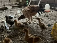 Chickens — foto 1