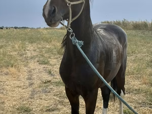 Cal, Orlov Trotter