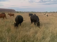 گاو ماده, Swiss cattle — عکس 1