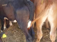 Lo’ (xirmo, jins lama sheegin), Simmental cattle — sawirka 3